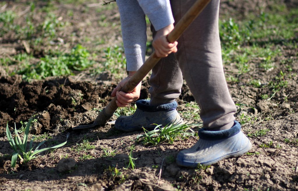 creuser et planter dans le jardin