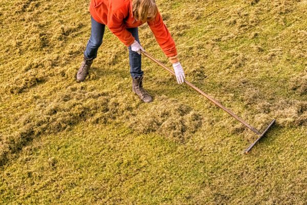 Scarifier pelouse